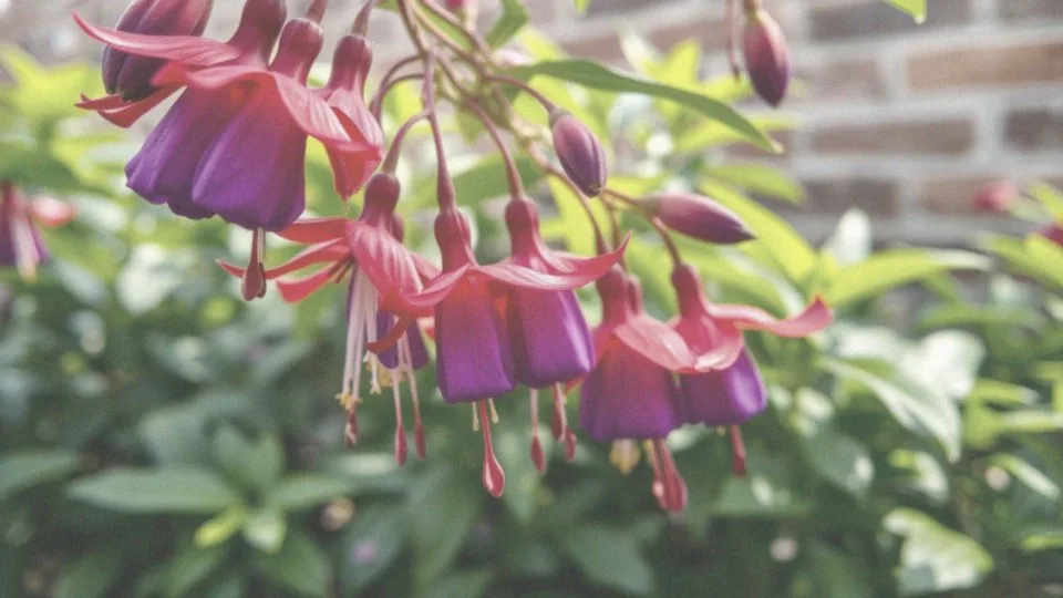 Jakie są różnice między fuksjami mrozoodpornymi a innymi odmianami?