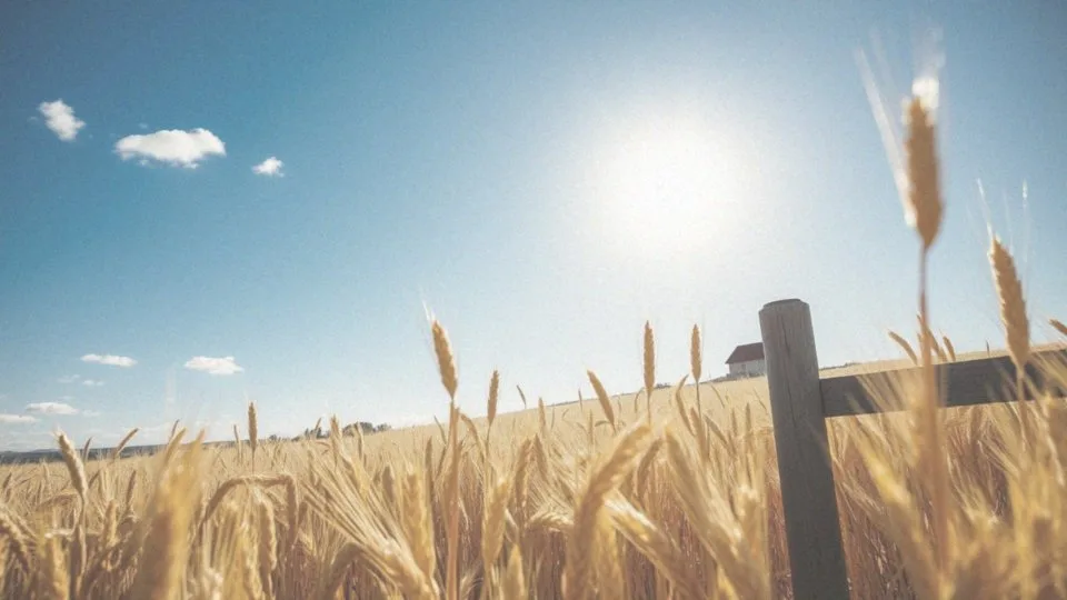 Jaką rolę odgrywa ekspozycja na słońce?